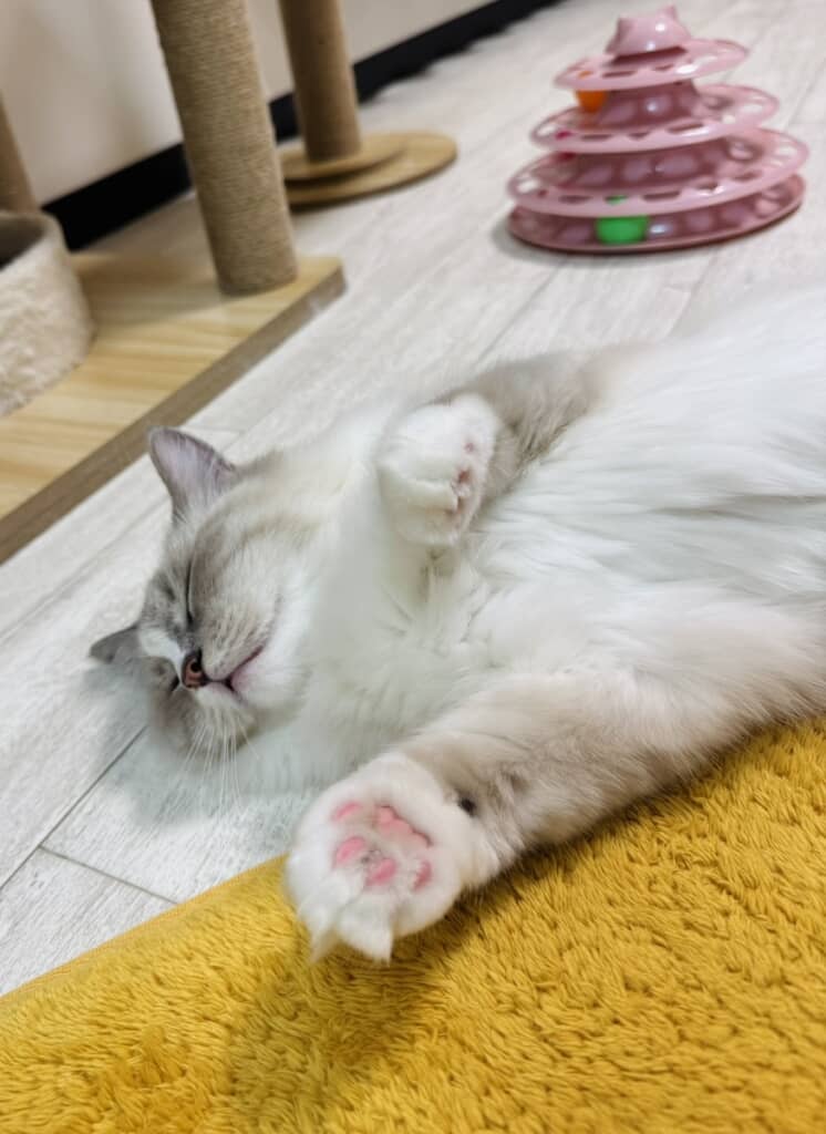 ごろんとおやすみ中のピノちゃん