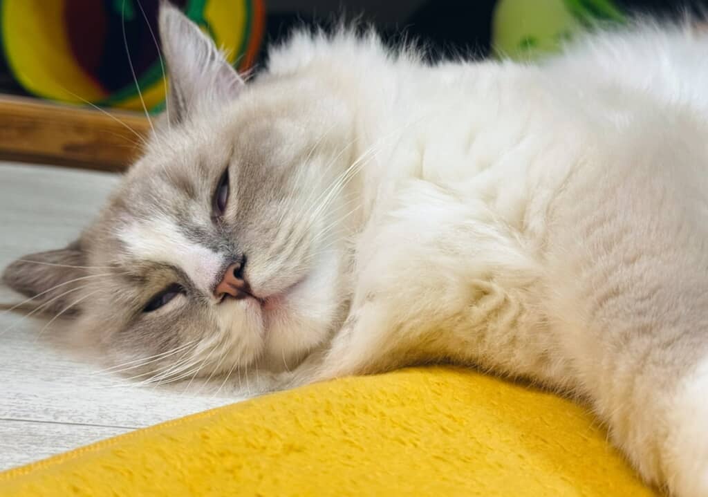 すごい表情で眠るピノちゃん