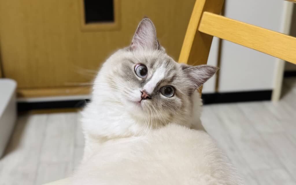 ビジュが爆発しているピノちゃん