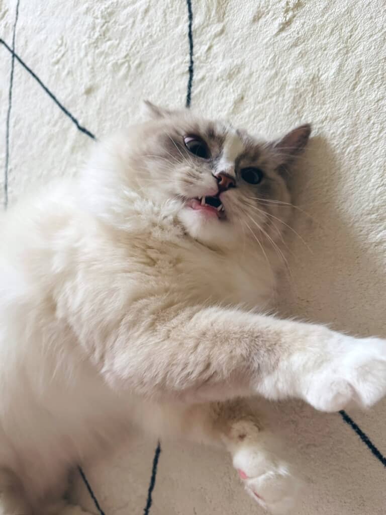 なで方が気に入らなくてブチギレるピノちゃん