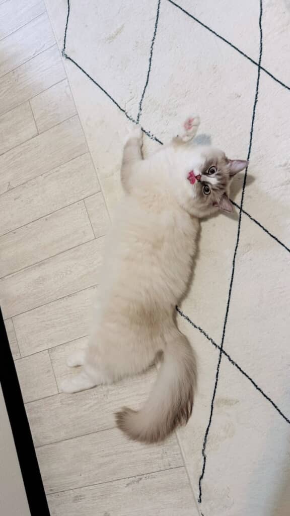 飼い主さんの料理中、そばで転がっているピノちゃん