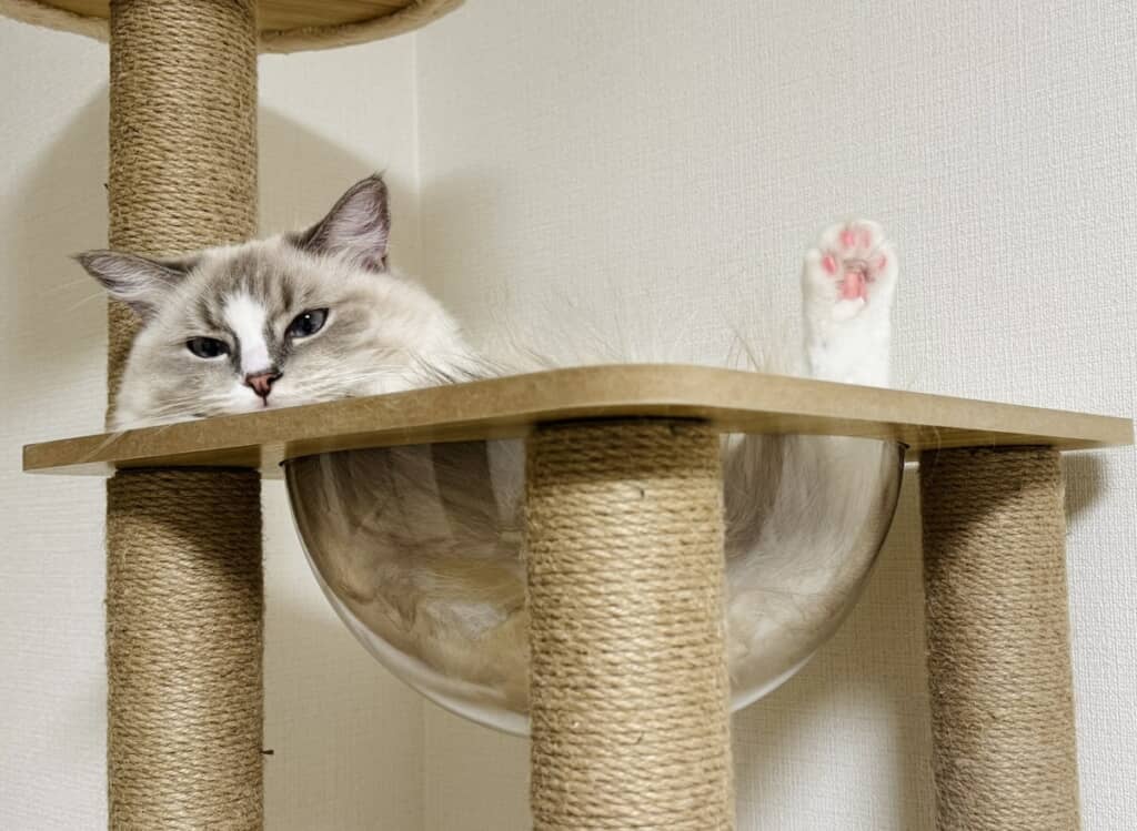 全くわけが分からない