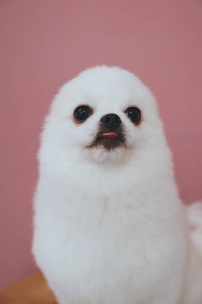 耳がどこにもない……！