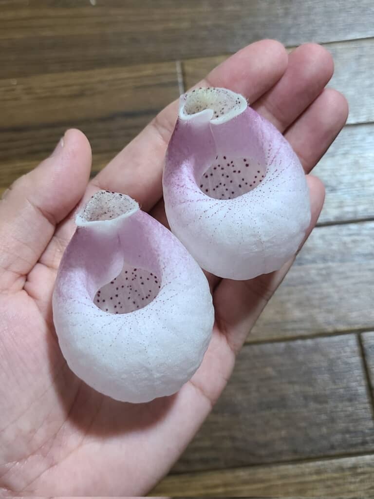 ぶっくりした花びら！