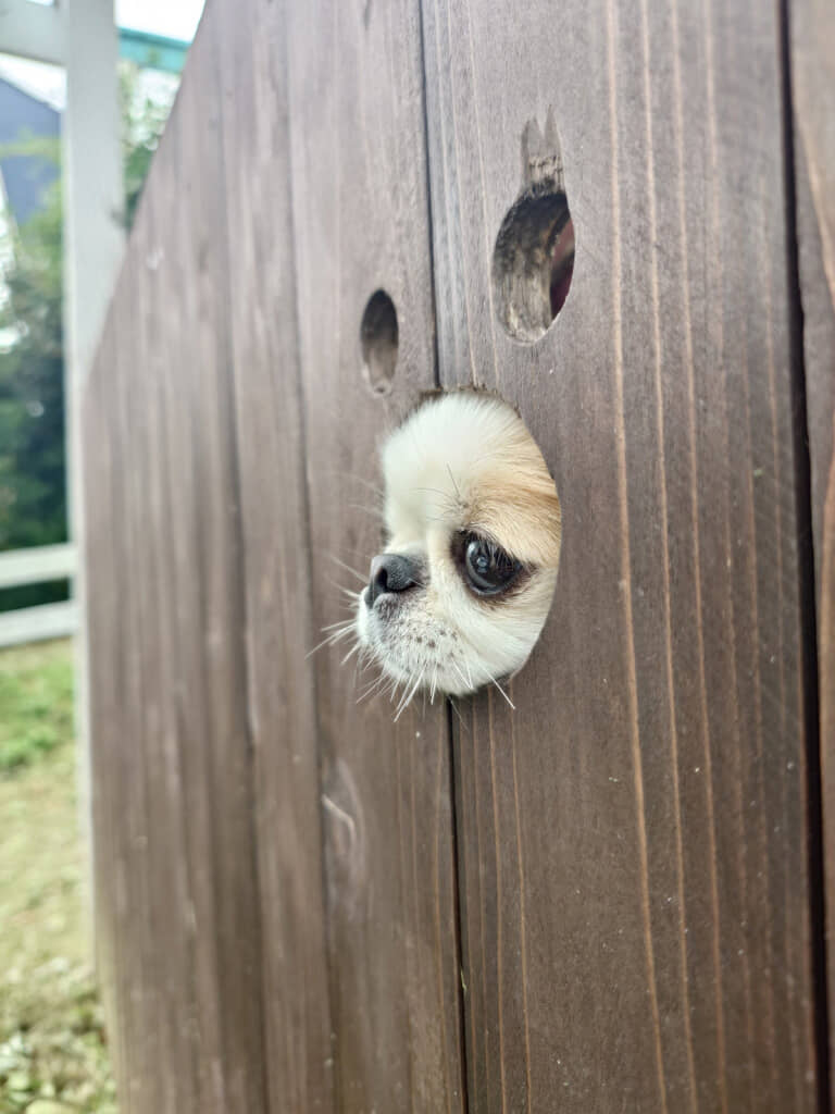 表情が良すぎる