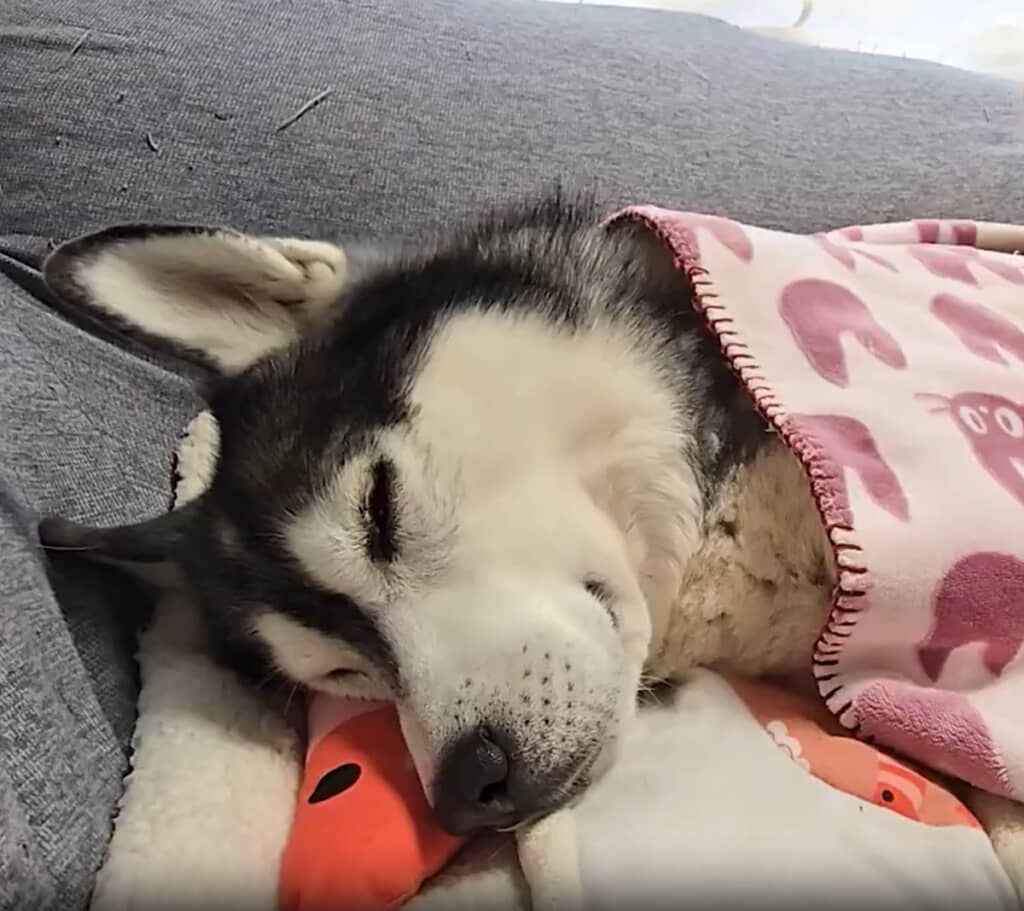 お昼寝中のはっちゃん