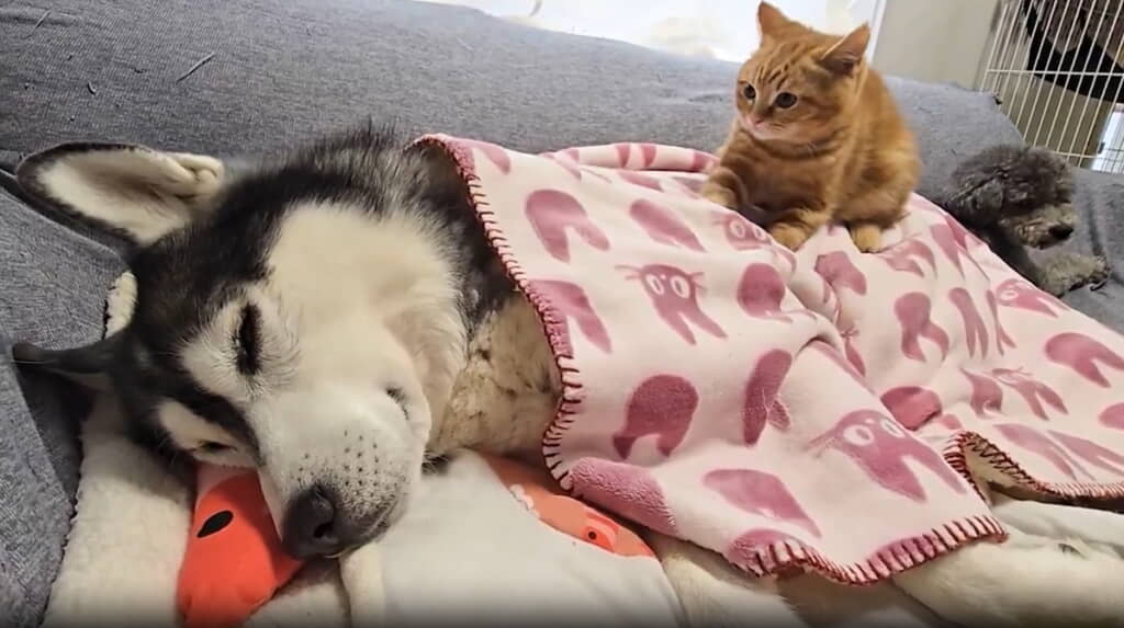 起こそうとする茶太郎くん