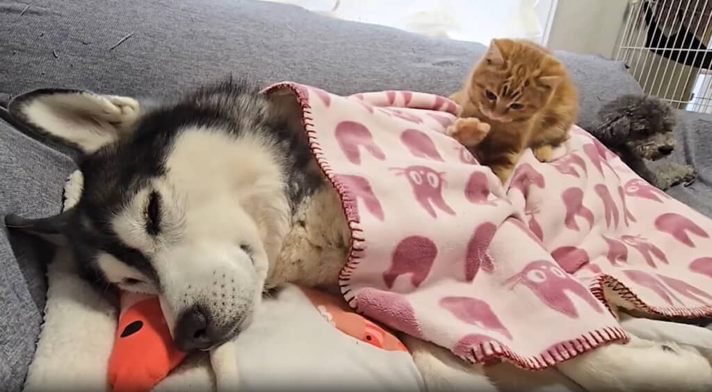 ソフトなマッサージが逆に眠気を誘います