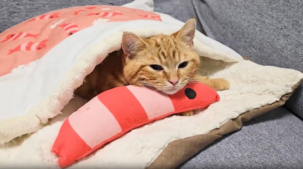 お布団にくるまる茶太郎くん