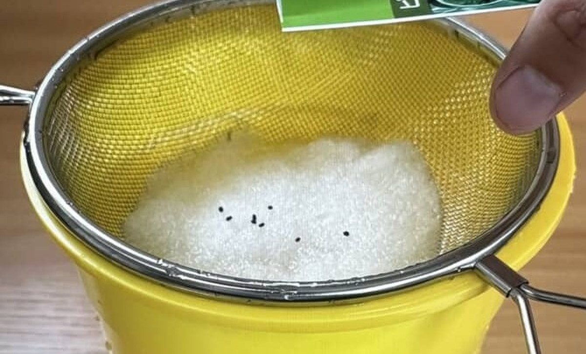 水だけで育てたバジル→4カ月後……　「うわぁ！」200万再生された“結果”に驚きの声「土なしで！？」（1/3） | ライフハック ねとらぼ