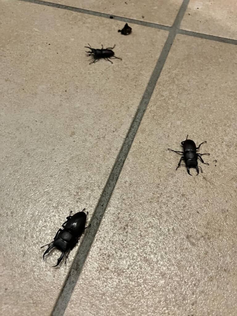 葬儀会社の前にいたクワガタ