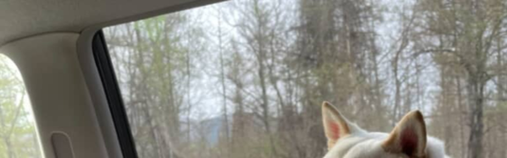 ジブリ作品の放送翌日「お前のとこ犬出てたやん！！」→よく見ると……　まさかの表情が「これより似てる犬みたことない」「うわーーーーそのまま！」と133万表示（1/3） | 犬 ねとらぼ