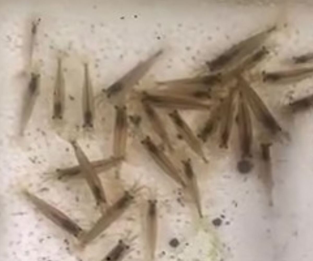 エビ100匹を捕まえた男性→13日後、ウキウキで見に行くと……　「なんで？」思わぬ光景に「吹き出した」と100万再生 | その他生き物 ねとらぼ