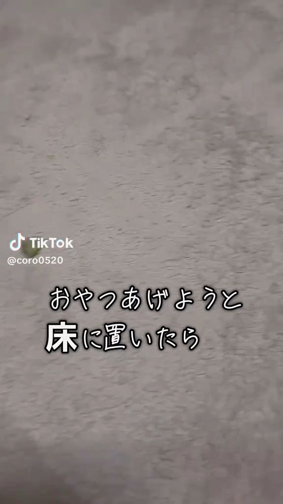 愛犬のおやつを床に置きました