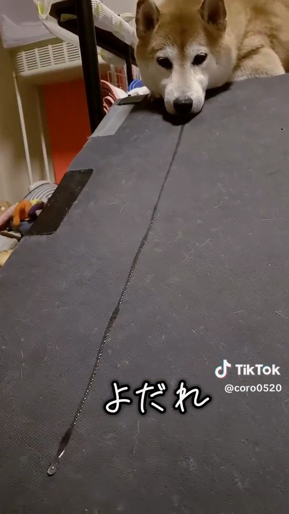 よだれでした！