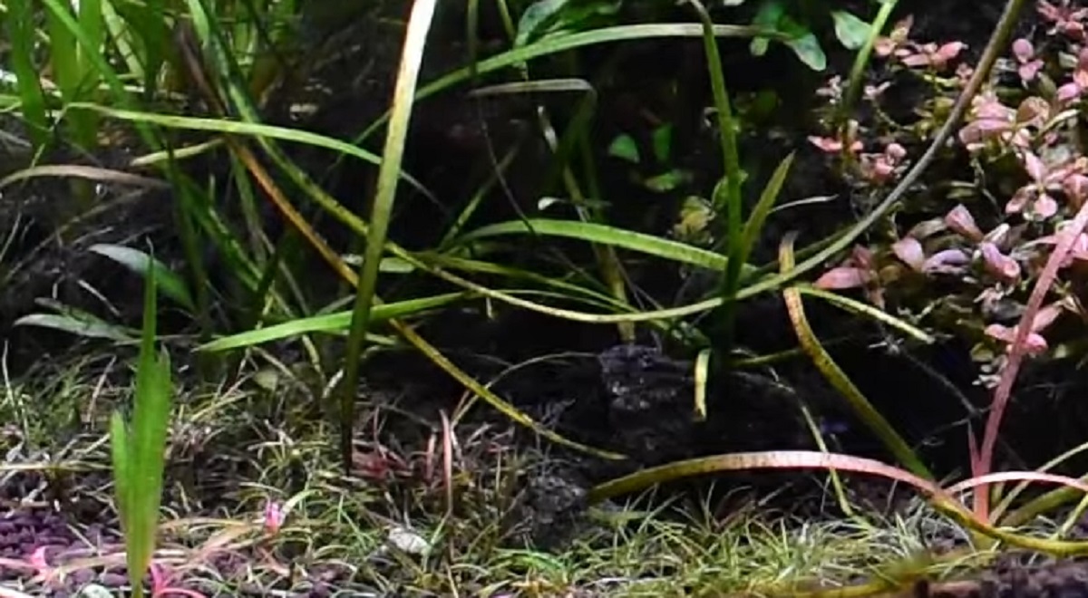 スイレンを入れた水槽が1年半後→「どうしてこうなる？」　悲惨すぎるまさかの結末に「終わりました」「もうこの水槽はダメです」（1/3） | ライフスタイル ねとらぼ