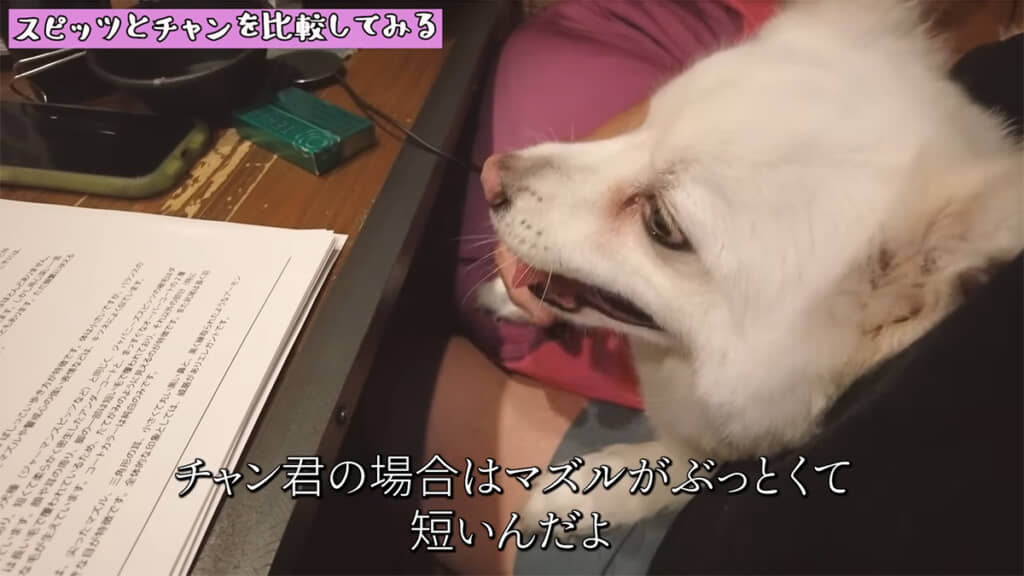 タヌキっぽさはマズルの太さによるものなのかもしれません