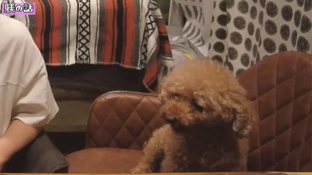 チャッピーちゃんはおねむな様子