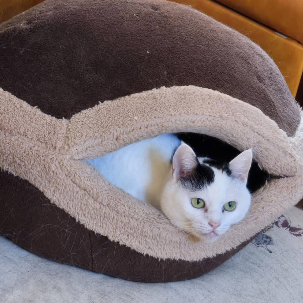 どら焼きクッションで暖を取るチロさん