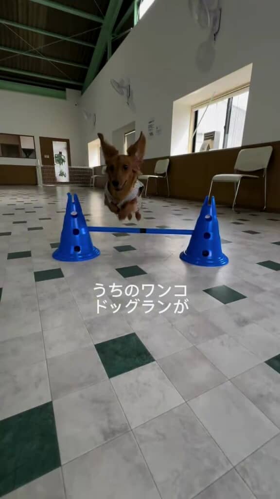 ドッグランが大好きな男の子