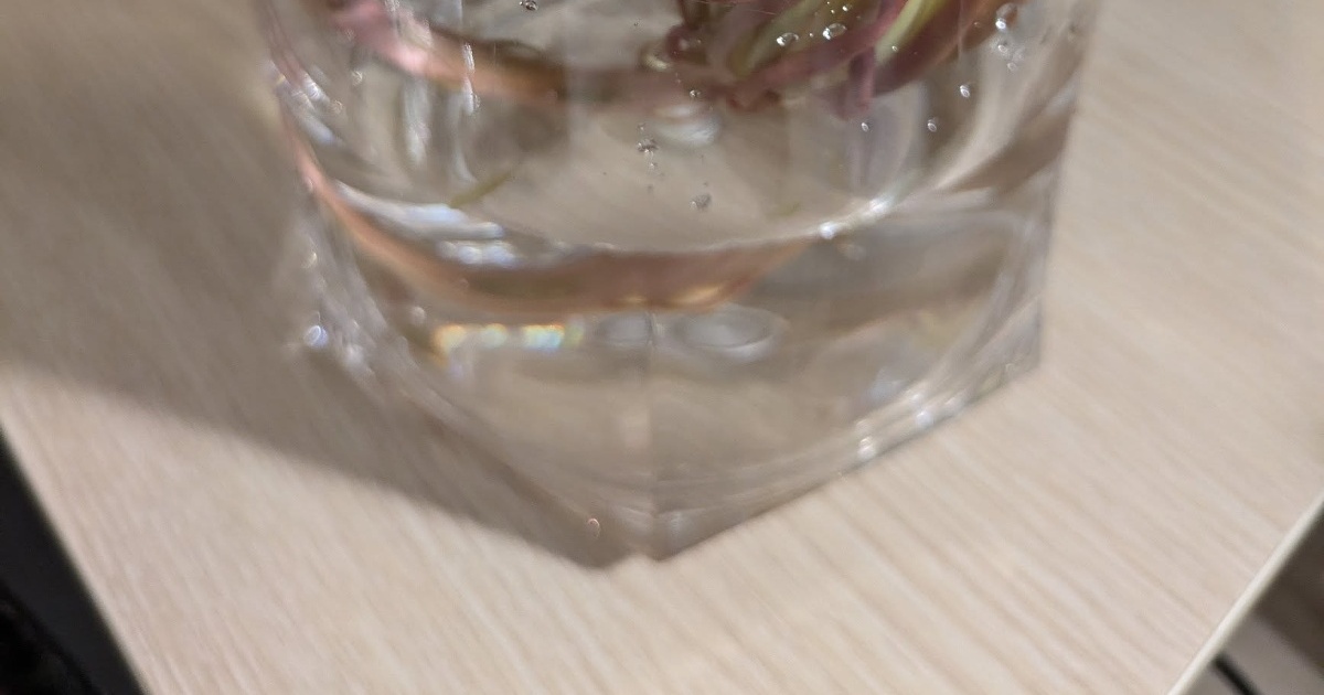 喫茶店のおばあちゃん「あなた夜にお花を見ない？」→水に浸しておいたら……　貴重な出会いに「美しいって文字がぴったり」「初めて見ました」（1/3） | ライフスタイル ねとらぼ