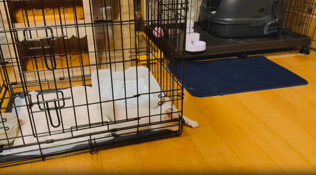 おててを出してるMINTちゃん