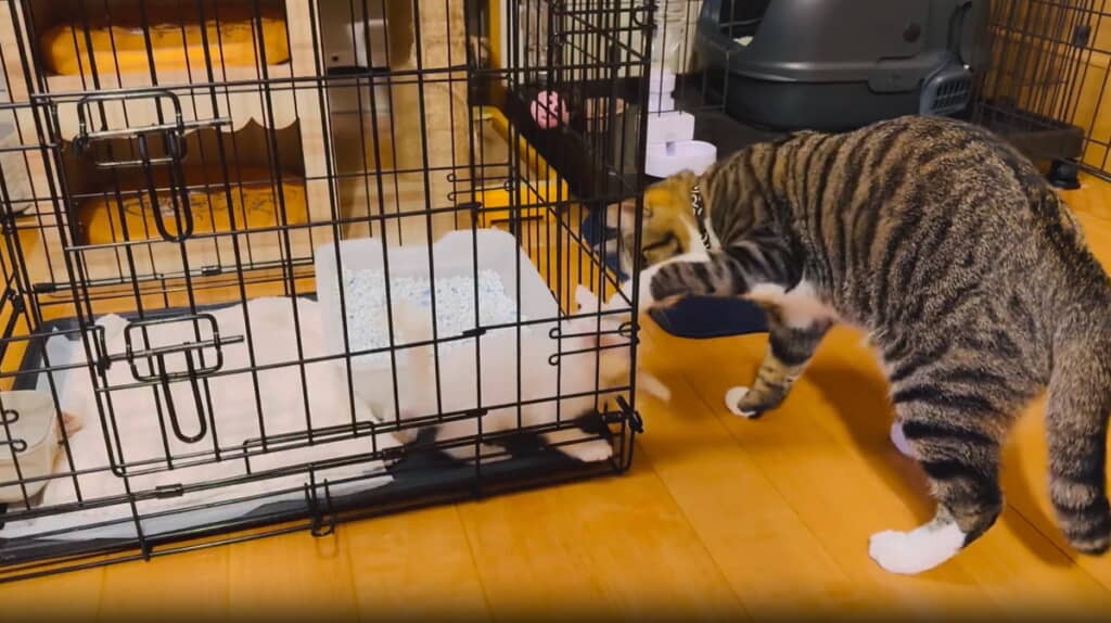 優しく注意してるみたい