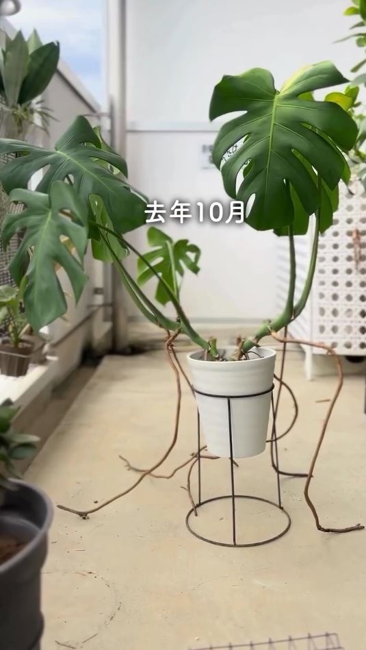 土に植えていたモンテスラ