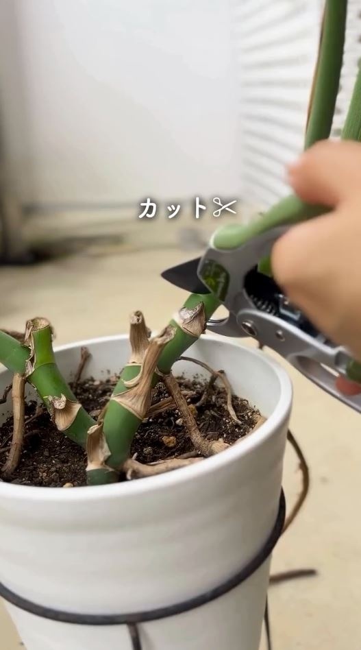 節の上でカット