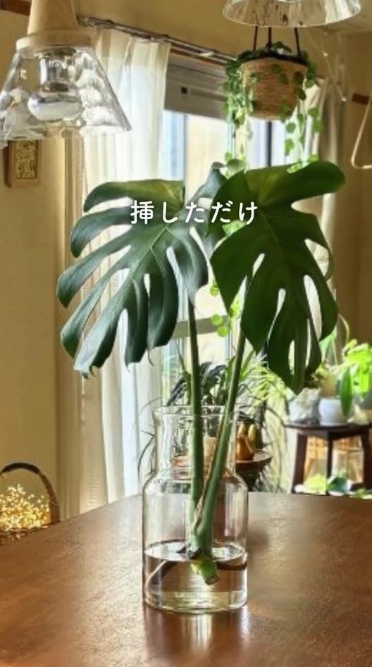 花瓶に挿したモンテスラ