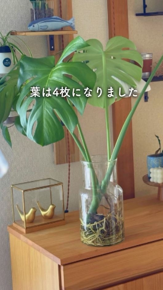 葉は2枚から4枚に