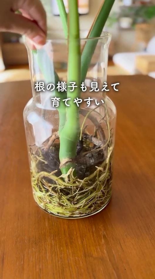 根の様子が見えて育てやすい