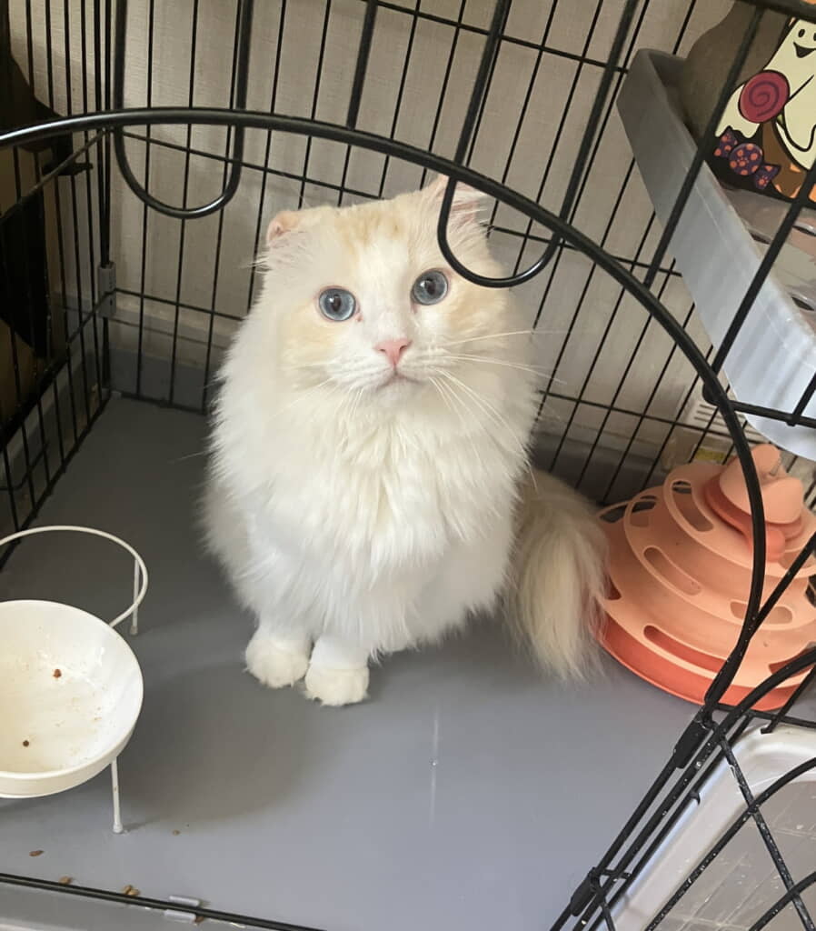 ご飯を期待しているちくわくん