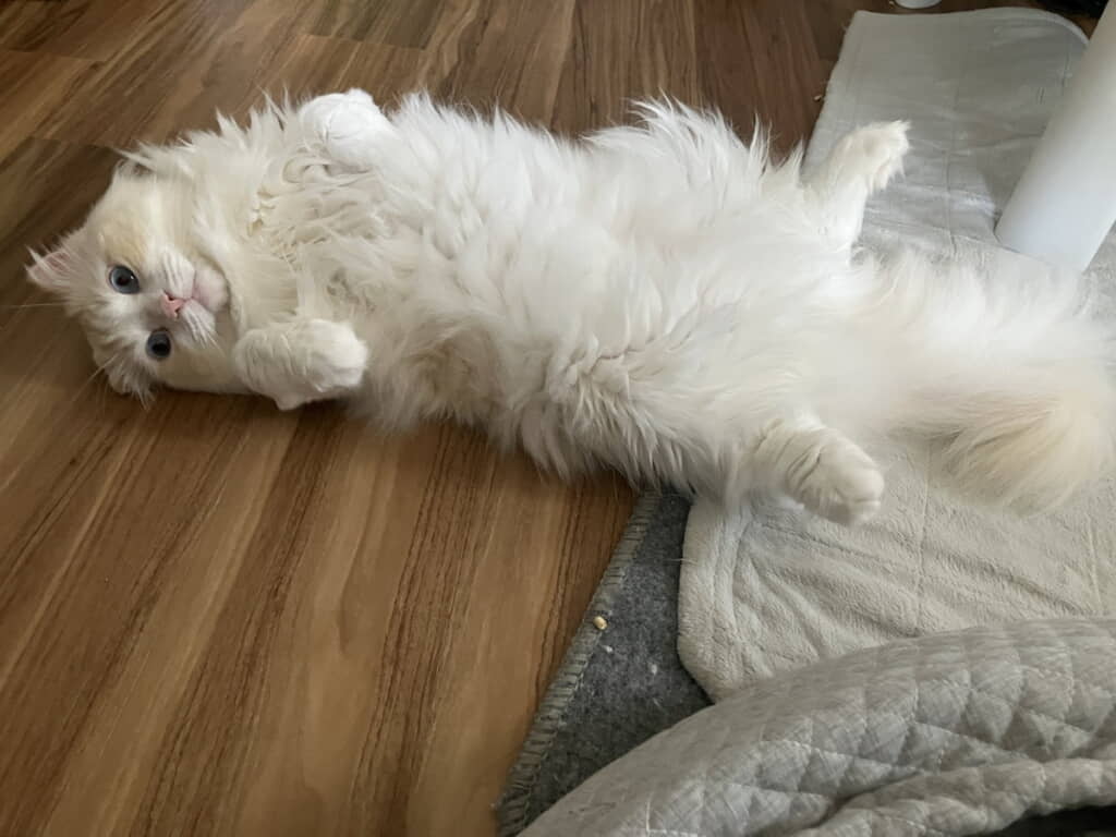 ごろんごろーん