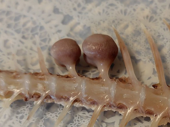 ちょっと不穏なビジュアルですが、激レアの縁起物です