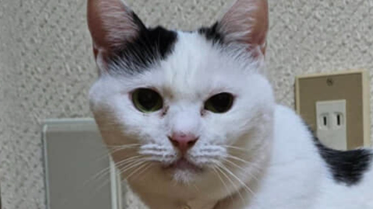 細身の8歳の愛猫、冬になると……“衝撃の変化”に「ほぼ人間じゃん