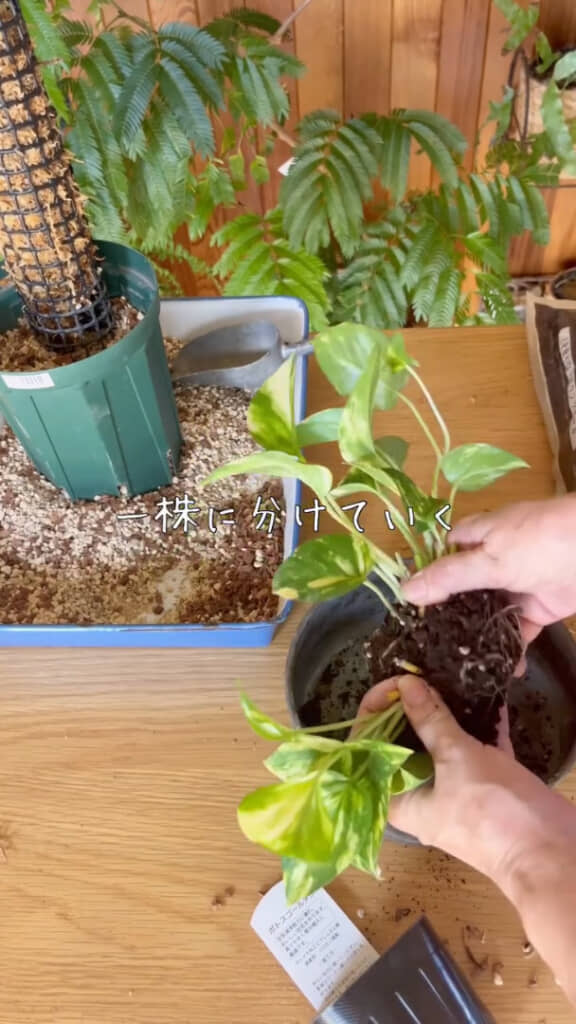 丁寧に1株を分けたら