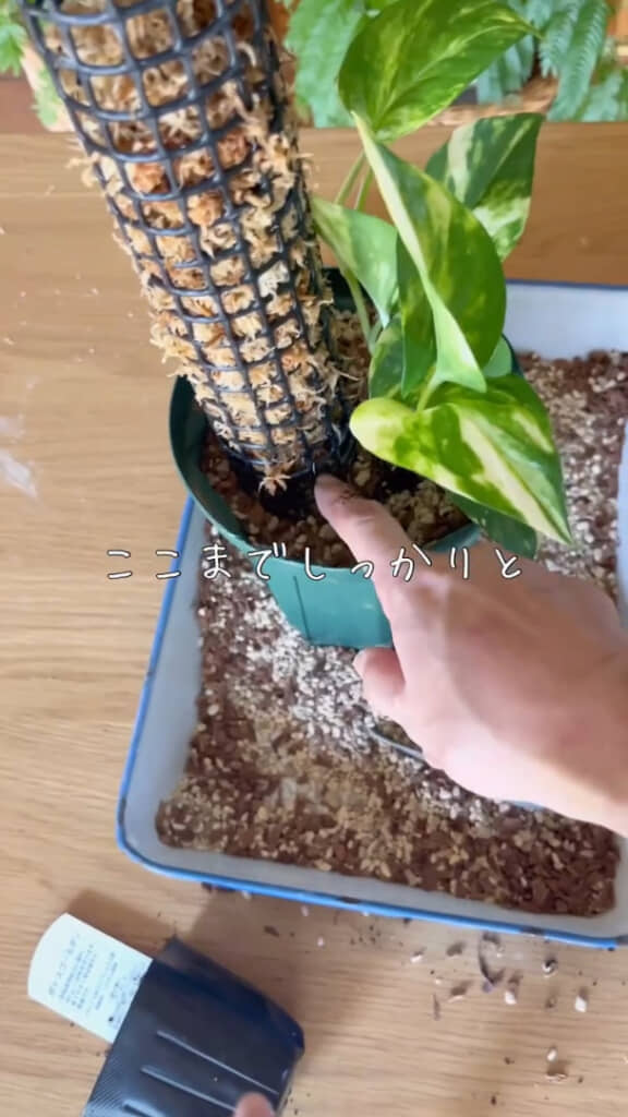 鉢底ネットの支柱を立てたスリット鉢に植え替え