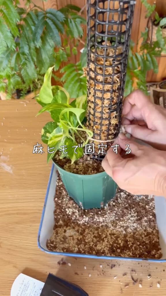 麻ひもで支柱に固定