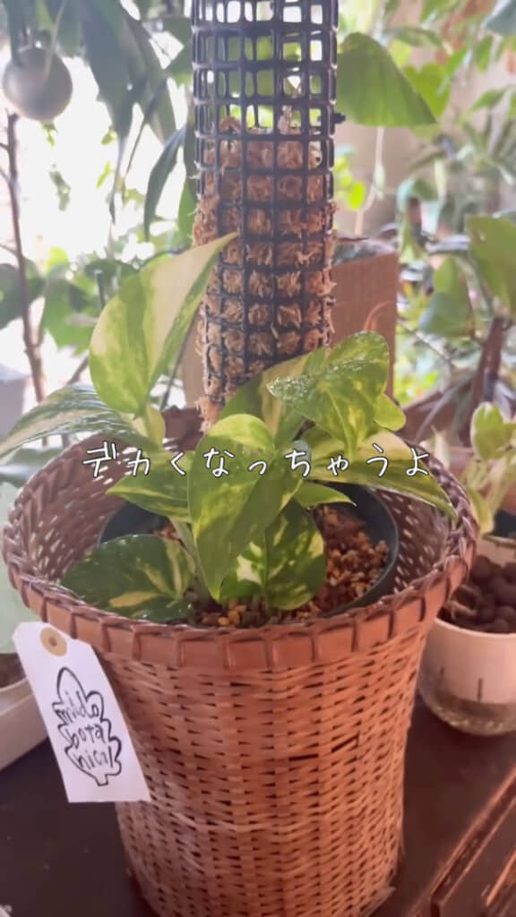 大きく成長しますように！