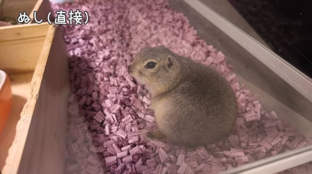 ぬしさんの声に反応