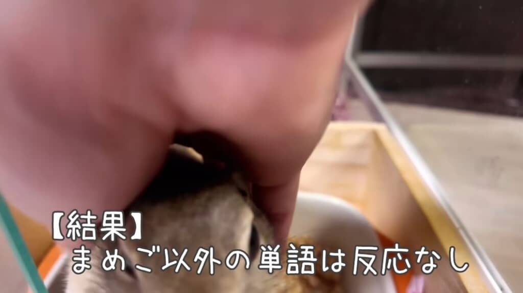 「まめご」以外に反応なし