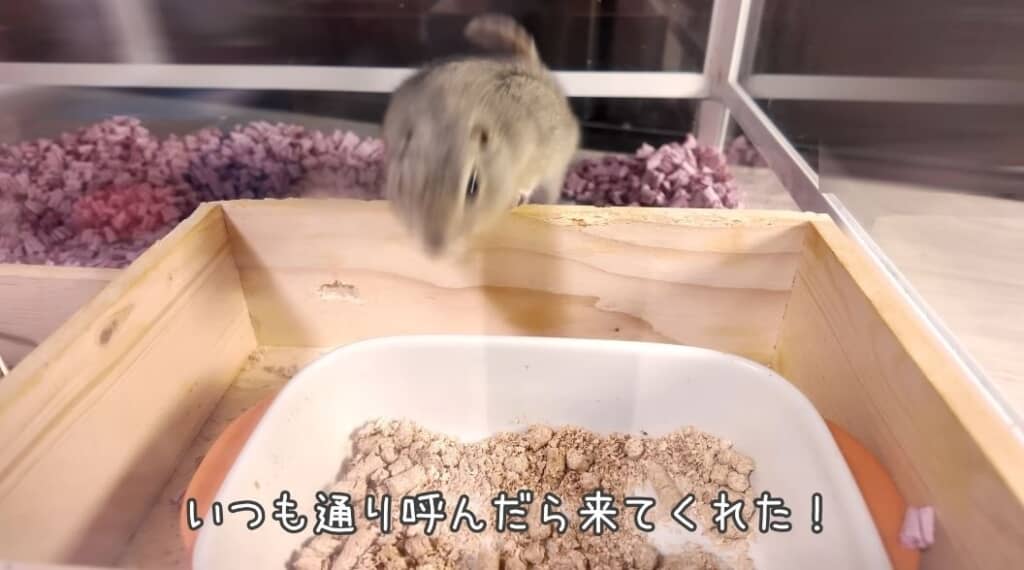 いつも通り呼んだら反応