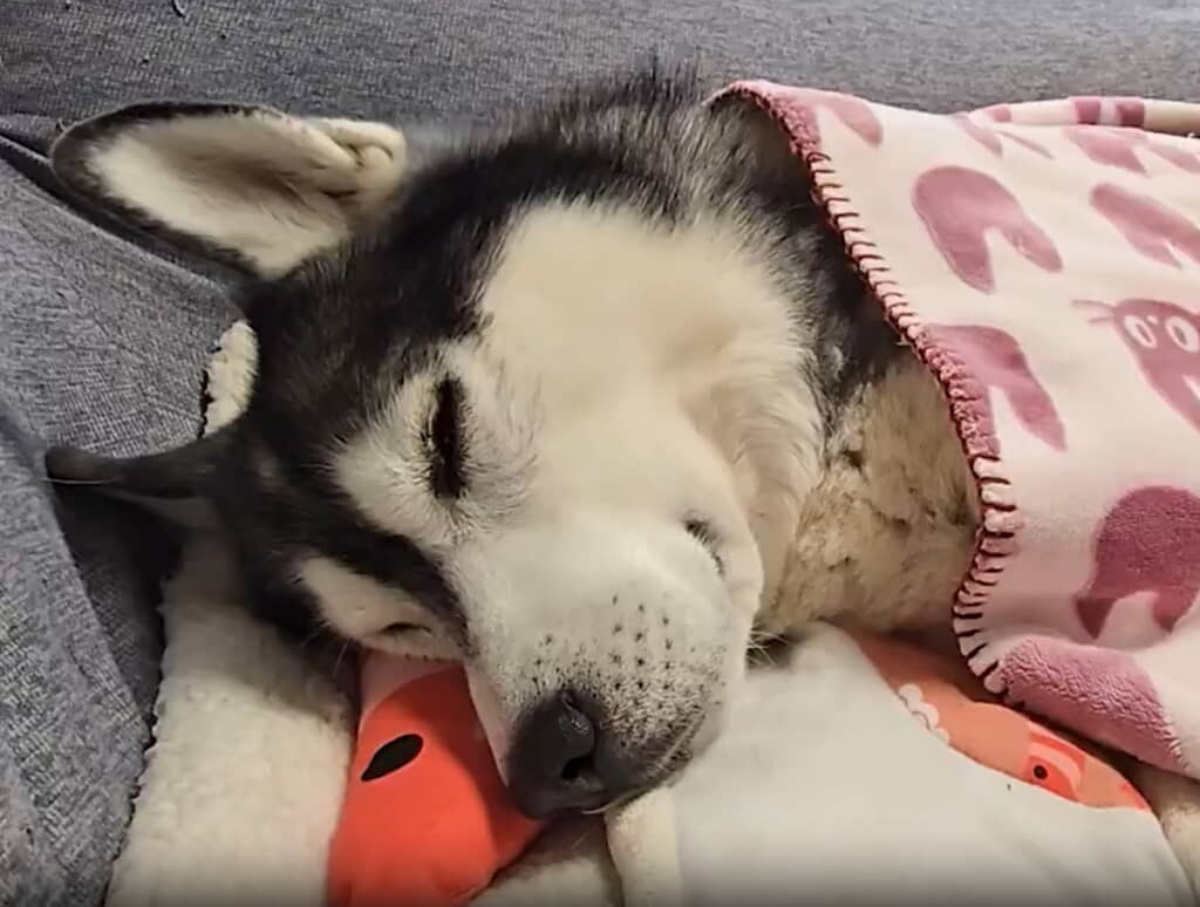 昼寝する大型ワンコを起こそうとするのはまさかの……　目を疑う光景が153万表示「やばい」「心が浄化された」（1/3） | 犬 ねとらぼ