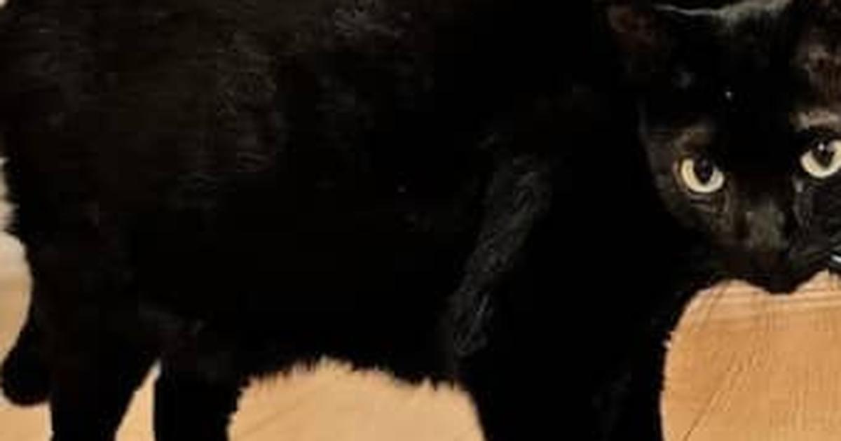 毛づくろいの中のネコを撮影したら…… 「一瞬バグった」 目を疑う“奇跡