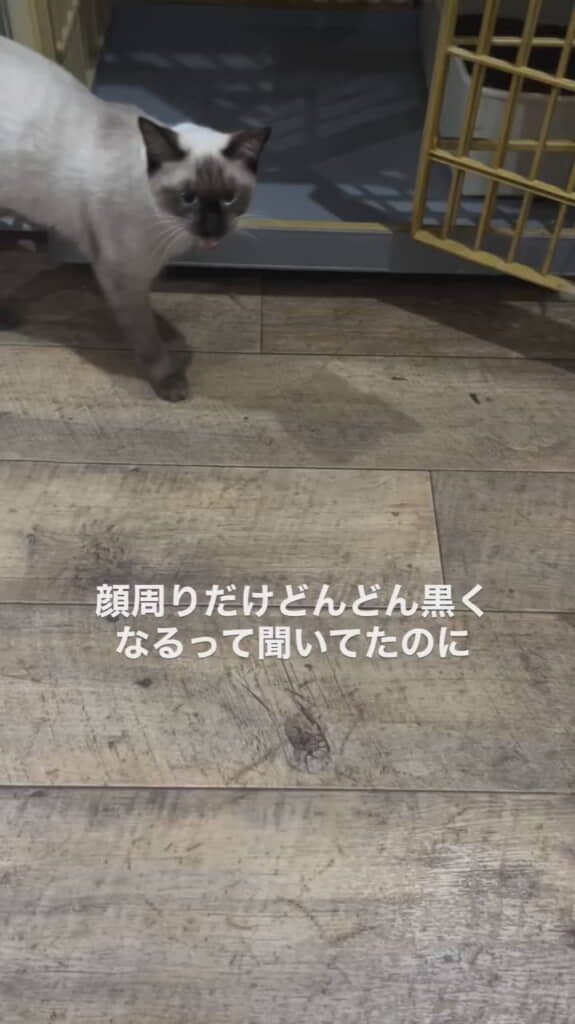 保護猫カフェ時代のココくん