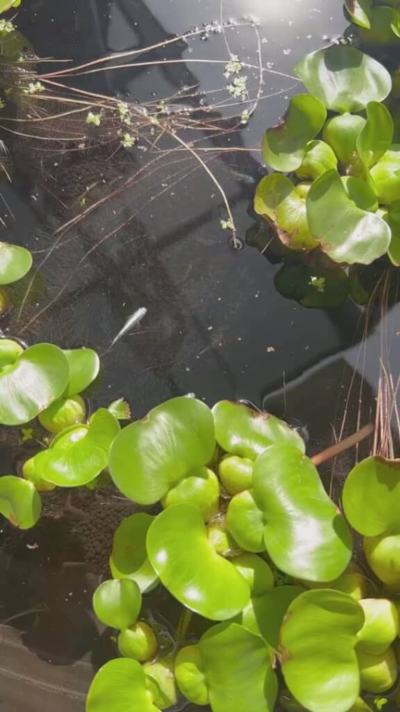 メダカ鉢の中をよく見てみると……？