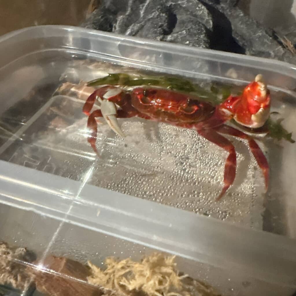 元気に手をあげてくれたカニ