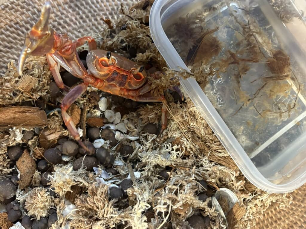 お掃除前のカニ