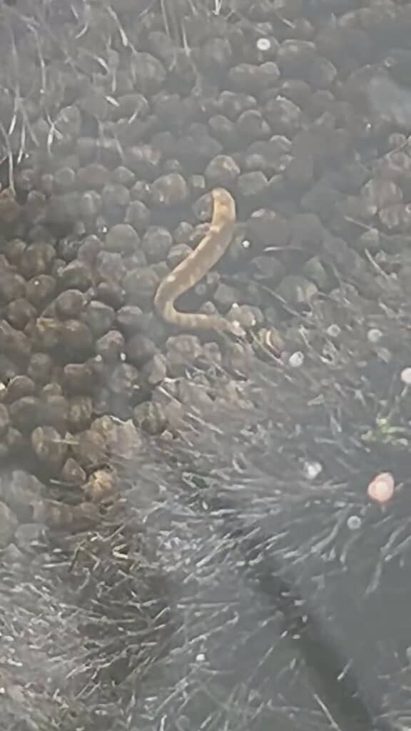 うねうねと動く細長い生き物が